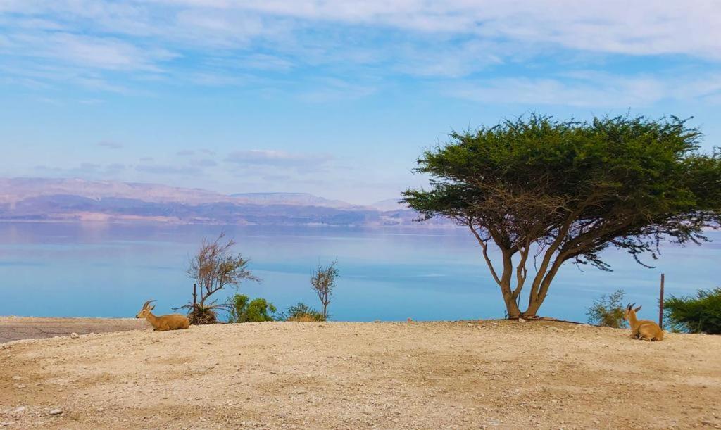 Ein Gedi Caravan By Dory Caravan Exteriér fotografie