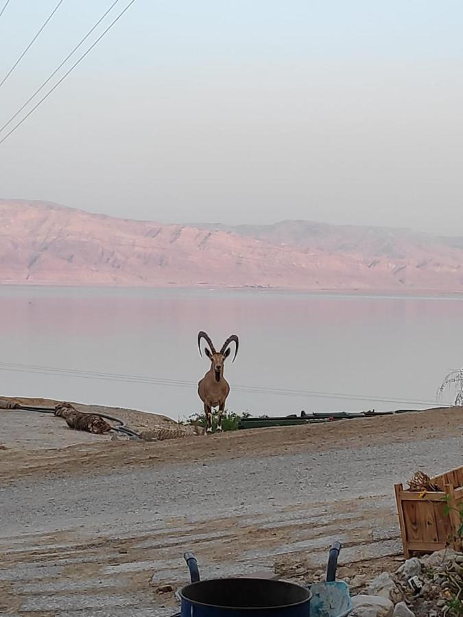 Ein Gedi Caravan By Dory Caravan Exteriér fotografie